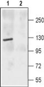 NMDAR2C (GRIN2C) (extracellular) Antibody in Western Blot (WB)