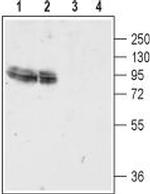 GluR4 (GluA4) (extracellular) Antibody in Western Blot (WB)