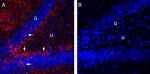 EAAT2 (GLT-1) (extracellular) Antibody in Immunohistochemistry (Frozen) (IHC (F))