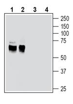 EAAT2 (GLT-1) (extracellular) Antibody in Western Blot (WB)