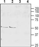 EAAT4 (extracellular) Antibody in Western Blot (WB)