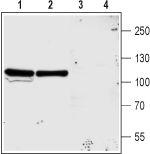 NMDAR3A (GRIN3A) (extracellular) Antibody in Western Blot (WB)