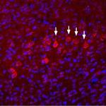 NMDAR3B (GRIN3B) (extracellular) Antibody in Immunohistochemistry (Frozen) (IHC (F))