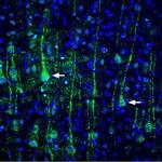 VGLUT1 Antibody in Immunohistochemistry (Frozen) (IHC (F))