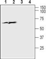 VGLUT1 Antibody in Western Blot (WB)