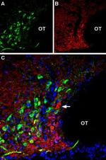 VGLUT2 Antibody in Immunohistochemistry (Frozen) (IHC (F))