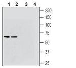 VGLUT2 Antibody in Western Blot (WB)