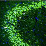 GRIK5 (GluK5) (extracellular) Antibody in Immunohistochemistry (Frozen) (IHC (F))