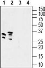 GSG1L Antibody in Western Blot (WB)