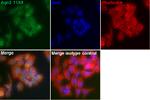 AGO2 Antibody in Immunocytochemistry (ICC/IF)