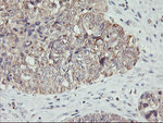 AGPAT5 Antibody in Immunohistochemistry (Paraffin) (IHC (P))