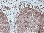 AGPAT5 Antibody in Immunohistochemistry (Paraffin) (IHC (P))