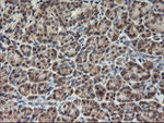 AGPAT5 Antibody in Immunohistochemistry (Paraffin) (IHC (P))