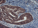 AGPAT5 Antibody in Immunohistochemistry (Paraffin) (IHC (P))