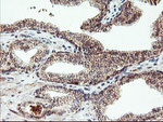 AGPAT5 Antibody in Immunohistochemistry (Paraffin) (IHC (P))