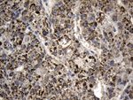 AGPAT9 Antibody in Immunohistochemistry (Paraffin) (IHC (P))