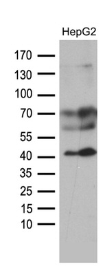 AGPAT9 Antibody in Western Blot (WB)