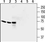 QRFPR/GPR103 (extracellular) Antibody in Western Blot (WB)