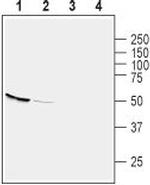 GPR39 (extracellular) Antibody in Western Blot (WB)