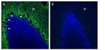 GPR37L1 (extracellular) Antibody in Immunohistochemistry (Frozen) (IHC (F))