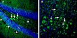 GPR83 (extracellular) Antibody in Immunohistochemistry (Frozen) (IHC (F))