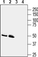 GPR83 (extracellular) Antibody in Western Blot (WB)