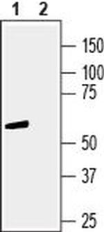 GPR83 (extracellular) Antibody in Western Blot (WB)