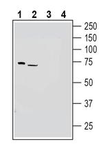 GPR97 (ADGRG3) (extracellular) Antibody in Western Blot (WB)