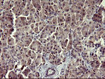 ARG2 Antibody in Immunohistochemistry (Paraffin) (IHC (P))