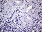 AGR2 Antibody in Immunohistochemistry (Paraffin) (IHC (P))