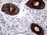 AGR2 Antibody in Immunohistochemistry (Paraffin) (IHC (P))