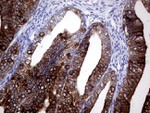 AGR2 Antibody in Immunohistochemistry (Paraffin) (IHC (P))