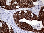 AGR2 Antibody in Immunohistochemistry (Paraffin) (IHC (P))