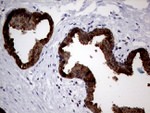 AGR2 Antibody in Immunohistochemistry (Paraffin) (IHC (P))