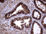 AGR2 Antibody in Immunohistochemistry (Paraffin) (IHC (P))