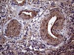 AGR2 Antibody in Immunohistochemistry (Paraffin) (IHC (P))