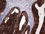 AGR2 Antibody in Immunohistochemistry (Paraffin) (IHC (P))