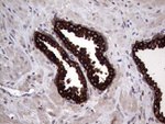 AGR2 Antibody in Immunohistochemistry (Paraffin) (IHC (P))