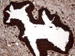 AGR2 Antibody in Immunohistochemistry (Paraffin) (IHC (P))