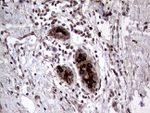 AGR2 Antibody in Immunohistochemistry (Paraffin) (IHC (P))