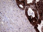 AGR2 Antibody in Immunohistochemistry (Paraffin) (IHC (P))