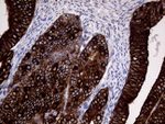 AGR2 Antibody in Immunohistochemistry (Paraffin) (IHC (P))