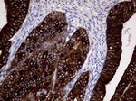 AGR2 Antibody in Immunohistochemistry (Paraffin) (IHC (P))