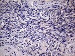 AGR2 Antibody in Immunohistochemistry (Paraffin) (IHC (P))