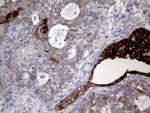 AGR2 Antibody in Immunohistochemistry (Paraffin) (IHC (P))