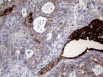 AGR2 Antibody in Immunohistochemistry (Paraffin) (IHC (P))