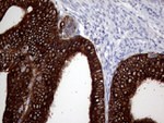 AGR2 Antibody in Immunohistochemistry (Paraffin) (IHC (P))