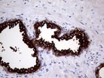 AGR2 Antibody in Immunohistochemistry (Paraffin) (IHC (P))