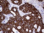 AGR2 Antibody in Immunohistochemistry (Paraffin) (IHC (P))