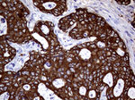 AGR2 Antibody in Immunohistochemistry (Paraffin) (IHC (P))